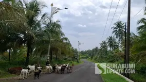 Puluhan Kambing Jadi Pemandangan Tak Biasa di Jalur Ciracap Sukabumi. (Sumber : SU/Ragil Gilang).