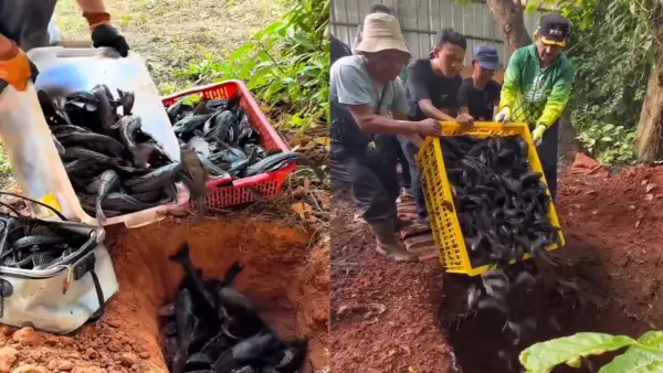 Warga mengubur hidup-hidup ikan sapu-sapu hasil penangkapan dari sungai di Jakarta | Foto : media sosial X