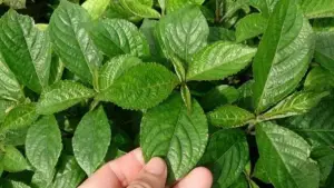 Daun keji beling yang memiliki banyak manfaat bagi kesehatan tubuh (Sumber : Etsy)