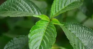 Tanaman obat keji beling, dipercaya dapat membantu meluruhkan batu ginjal (Sumber : Pertanian)