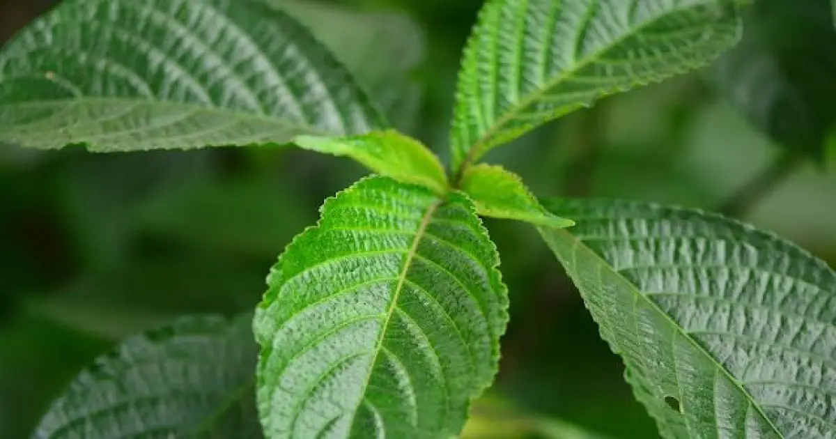 Ramuan Daun Keji Beling: Herbal Alami untuk Mengatasi Batu Ginjal