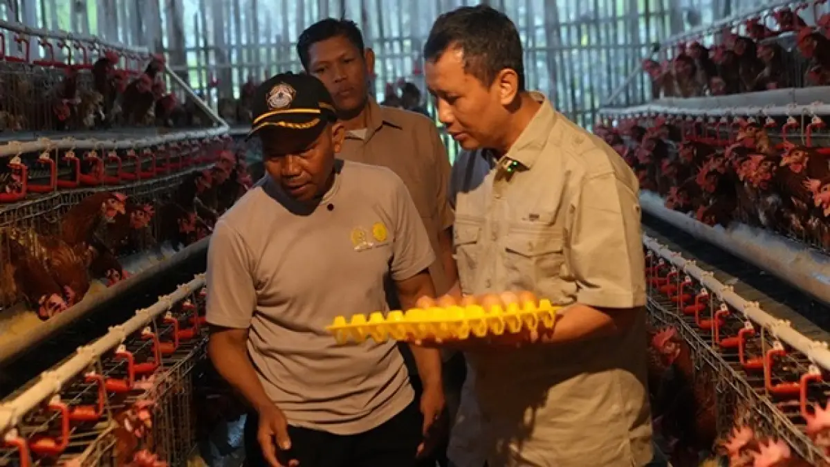 Berdaya dari Desa, PKS Perkuat Rantai Pangan di Sukabumi Lewat Ternak Ayam Petelur