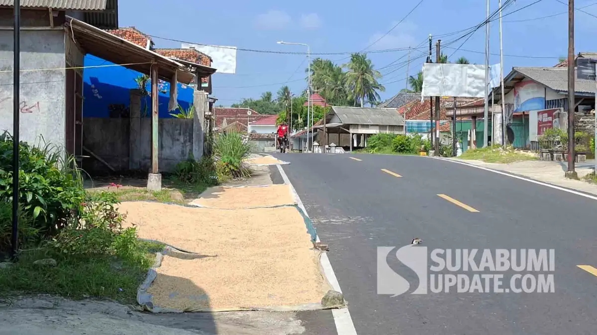 Warga Desa Buniasih, Kecamatan Tegalbuleud, Kabupaten Sukabumi memanfaatkan bahu jalan nasional sebagai lokasi menjemur gabah padi saat musim panen raya.