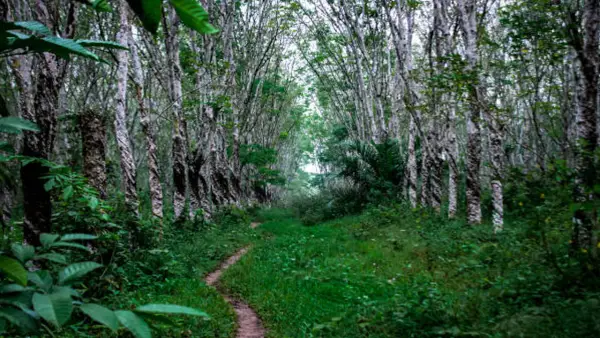 Ilustrasi kebun karet terlantar | Foto : Pixabay