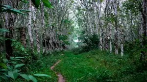 Ilustrasi kebun karet terlantar | Foto : Pixabay