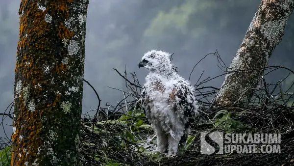 Anak Elang Jawa | Foto : Capture video youtube @teman sains/edit by chatgpt/sukabumiupdate