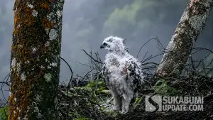 Anak Elang Jawa | Foto : Capture video youtube @teman sains/edit by chatgpt/sukabumiupdate