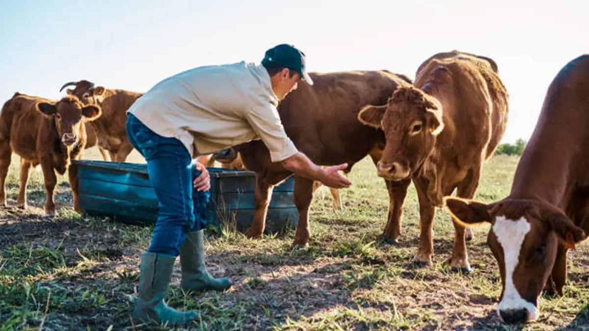 Penyebab Utama Indonesia Bergantung pada Sapi Impor Australia, Ini Kata Pakar
