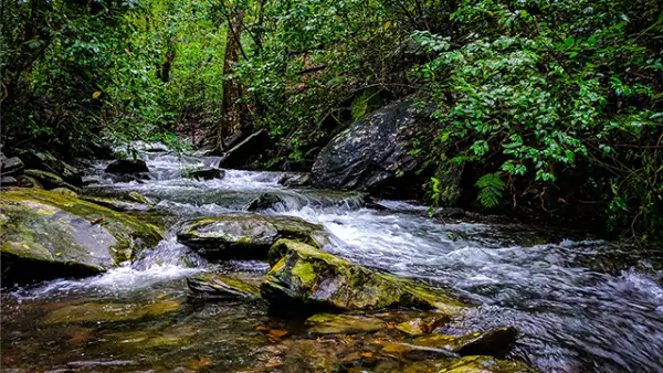 Ilustrasi Sungai. (Sumber : pexels.com/@Siddharth B).