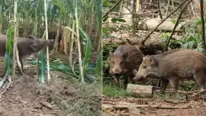 Ilutrasi babi hutan di Tegalbuleud, Kabupaten Sukabumi | Foto : dok. istimewa