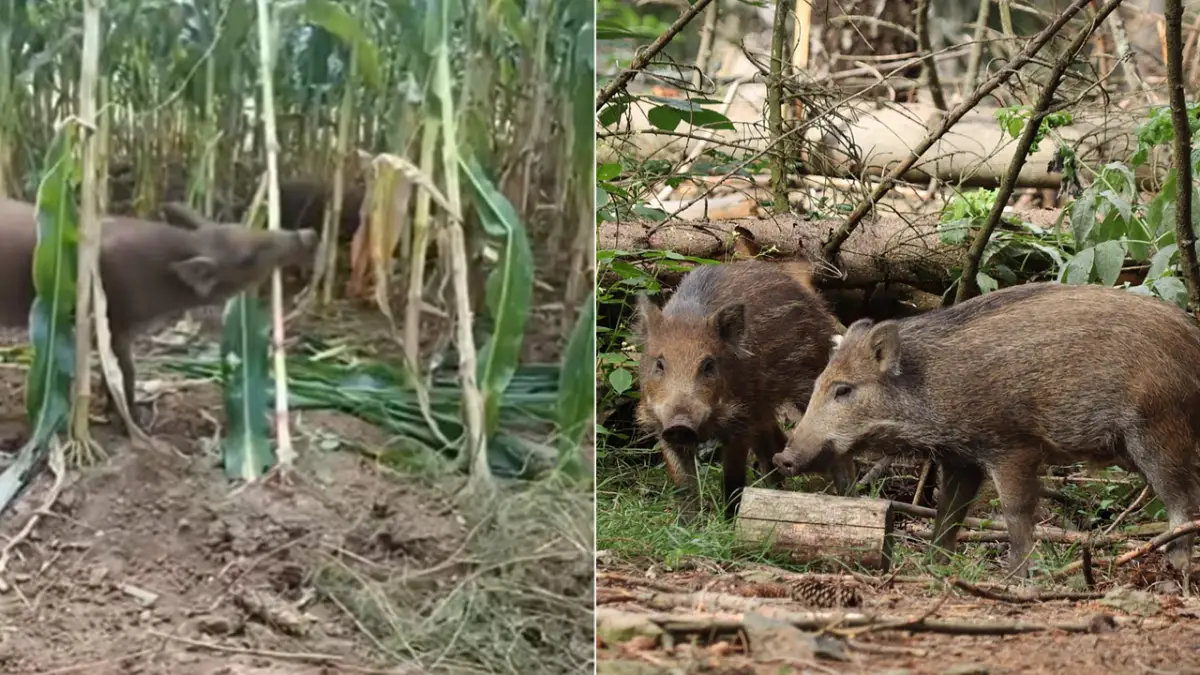 Petani Tegalbuleud Resah Babi Hutan Merajalela, Isu Pelepasliaran Dibantah Perhutani