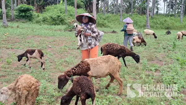 Dua emak-emak, Herti dan Sumiati, saat menggembala puluhan domba di kebun kelapa setiap siang hingga sore hari di di Ciracap, Kabupaten Sukabumi | Foto : Ragil Gilang