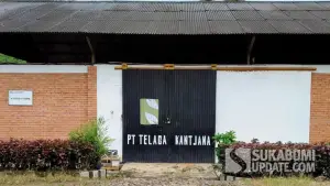 Perkebunan Karet Cikasintu PT Talaga Kantjana. (Sumber: SU/Ragil Gilang)