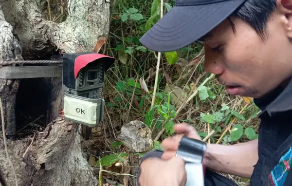 Pemasangan kamera trap oleh BKSDA di Suaka Margasatra (SM) Cikepuh-Cibanteng. (Sumber: Istimewa)
