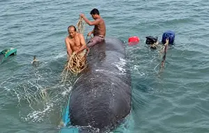 Perahu nelayan yang karam di pantai Ujunggenteng Sukabumi. Sabtu (9/5/2026) pagi. (Sumber: Istimewa)