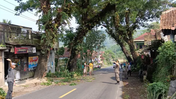 Mitigasi bencana dengan memangkas dan menebang pohon mahoni tua di Jalur Nasional Cibadak. (Sumber: Istimewa)