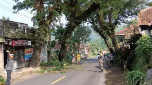 Mitigasi bencana dengan memangkas dan menebang pohon mahoni tua di Jalur Nasional Cibadak. (Sumber: Istimewa)