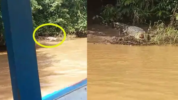 Penampakan buaya “Si Euis” saat berjemur di sekitar Batu Hiji aliran Sungai Cikaso, Kecamatan Cibitung, Kabupaten Sukabumi. (Sumber : Istimewa warga.).