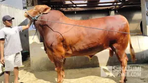 Predator, Sapi simental pilihan Presiden Prabowo untuk kurban Idul Adha di Kota Sukabumi (Sumber: sukabumiupdate)