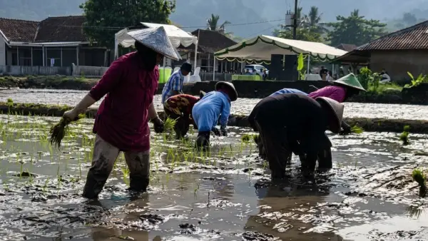 Aktivitas petani saat menanam padi. (Sumber: Istimewa)
