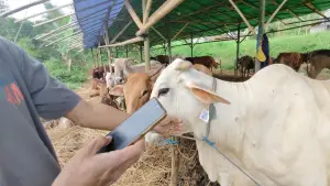 Sapi kurban di Kota Sukabumi berbasis AI. (Sumber: Istimewa)