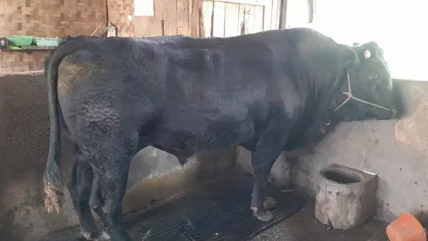 Sapi kurban jenis Simental Limousin bantuan Presiden Prabowo untuk wilayah Kabupaten Sukabumi. (Sumber: Istimewa)