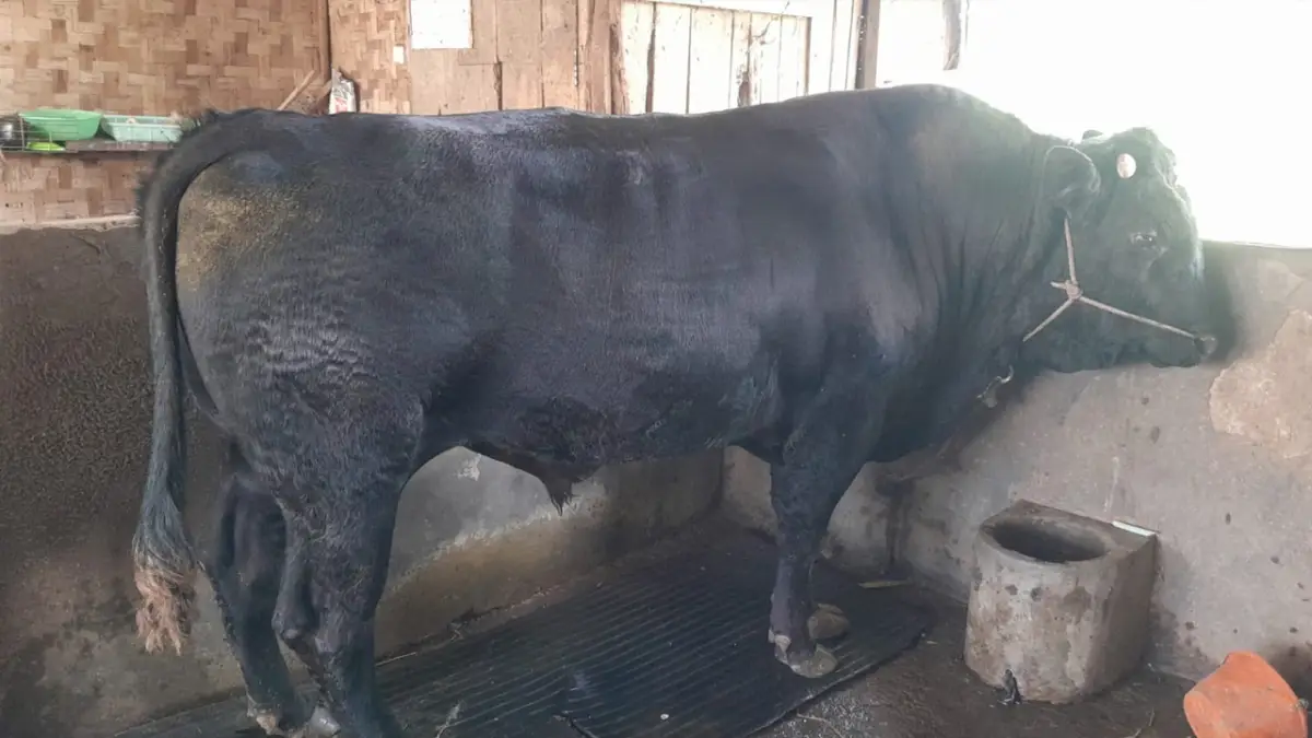 Bobotnya Hampir 1 Ton, Angus Sapi Kurban Presiden Prabowo Siap Disembelih di Jampangtengah