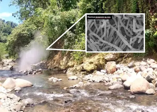 Ilustrasi - Selain penting bagi ilmu dasar mikrobiologi, Thermus javaensis yang ditemukan di Geyser Cisolok, Sukabumi juga dinilai memiliki potensi besar untuk pengembangan bioteknologi (Sumber : Gmaps, sci-ui.id)