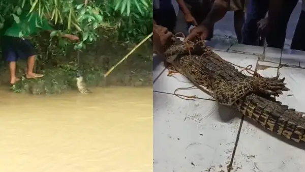 Seekor buaya sepanjang sekitar 1,5 meter berhasil ditangkap di aliran Sungai Cibatu, Kampung Kebon Bolo, Desa Sekarwangi, Kecamatan Cibadak, Kabupaten Sukabumi, Senin (25/5/2026) | Foto : dok. warga