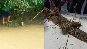 Seekor buaya sepanjang sekitar 1,5 meter berhasil ditangkap di aliran Sungai Cibatu, Kampung Kebon Bolo, Desa Sekarwangi, Kecamatan Cibadak, Kabupaten Sukabumi, Senin (25/5/2026) | Foto : dok. warga