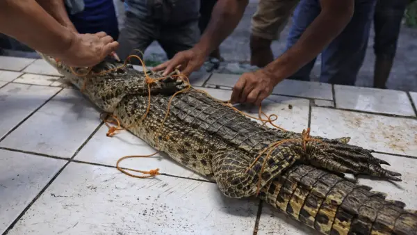 Buaya muara yang ditangkap warga di leuwibatu sungai cibatu desa sekarwangi Kecamatan Cibadak (Sumber: dok warga)