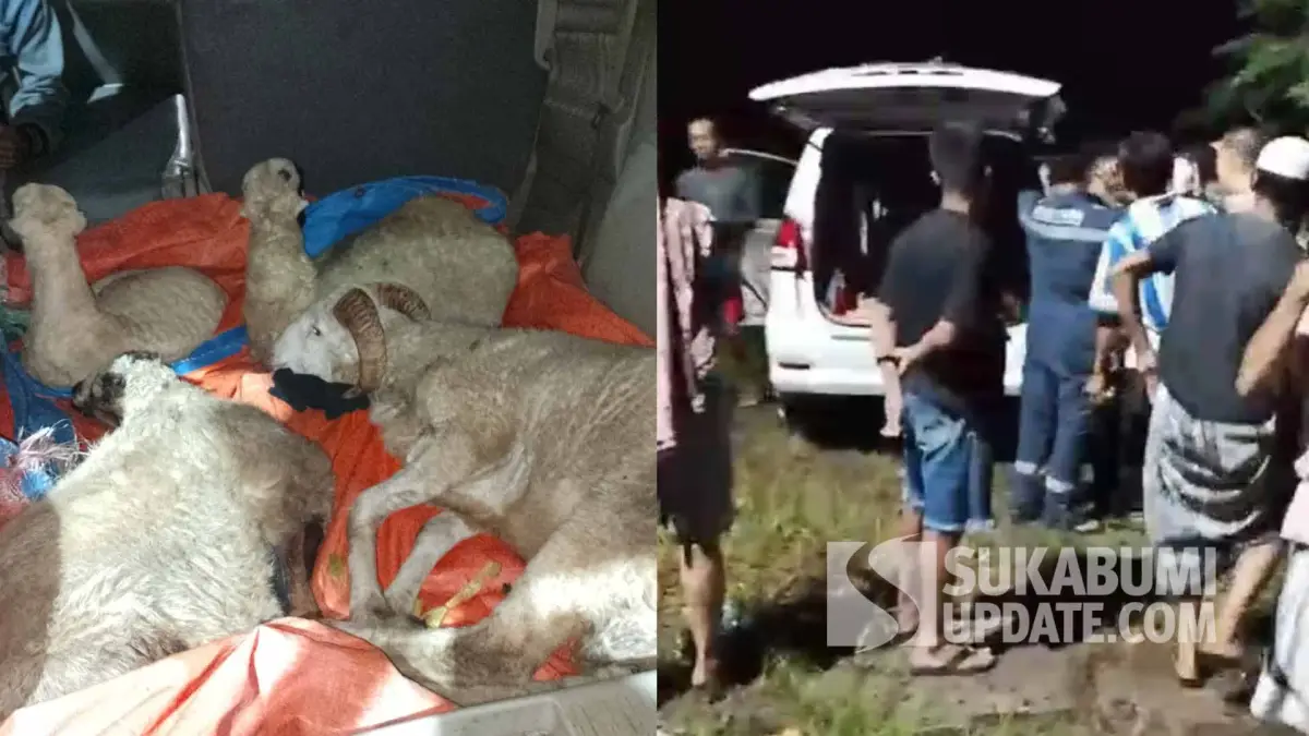 Apesnya Komplotan Maling Domba di Cikakak, Kepergok Warga Gegara Ban Mobil Bocor