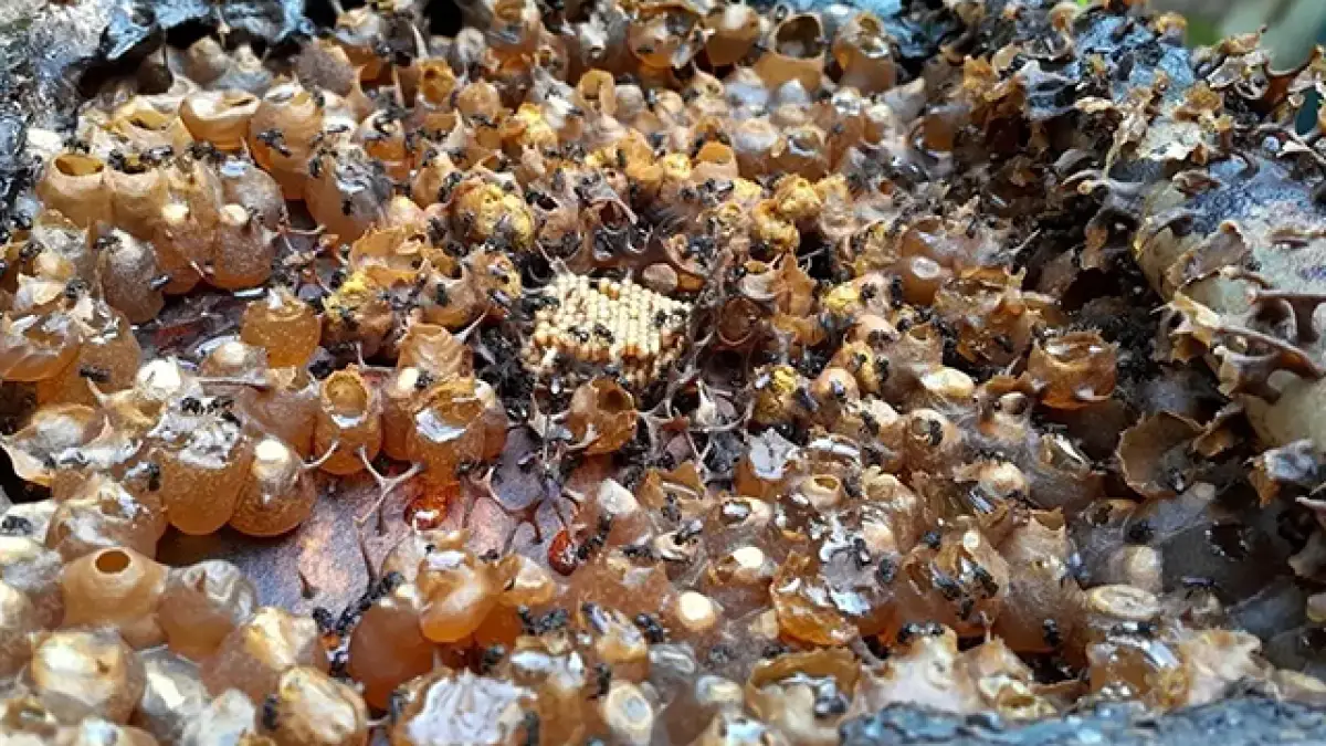 Madu Potensi Antikanker dan Kendalikan Kadar Gula Darah, Temuan Peneliti BRIN