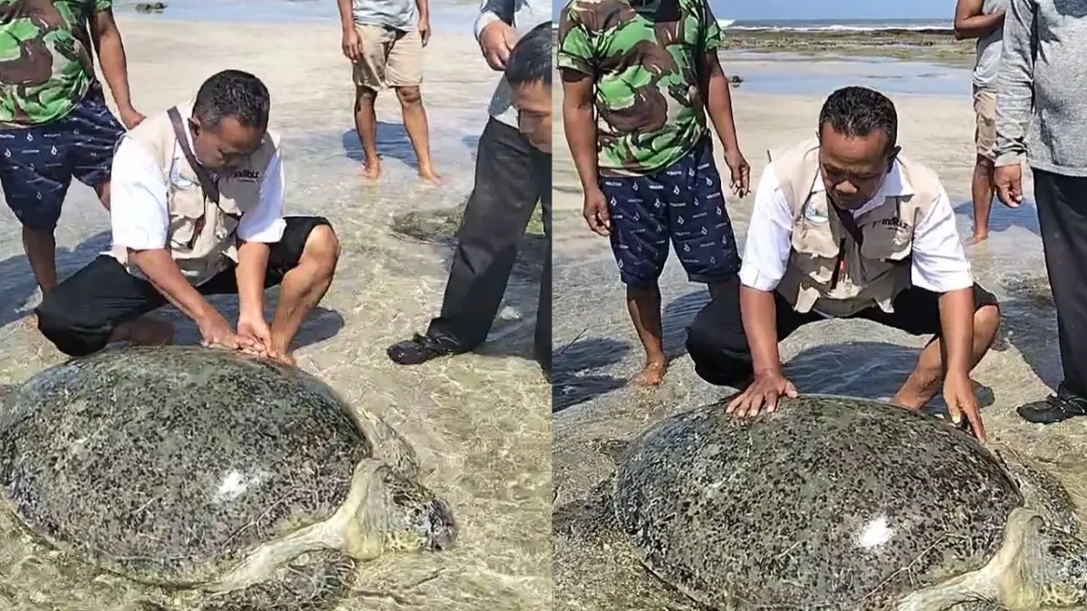 Penyu Hijau Seberat 100 Kilogram Terdampar di Pantai Minajaya Sukabumi