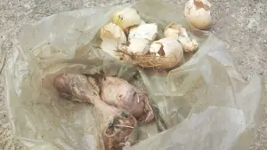 Teror kepala ayam dan telur busuk dikirim ke media Floresa (Sumber: dok floresa)