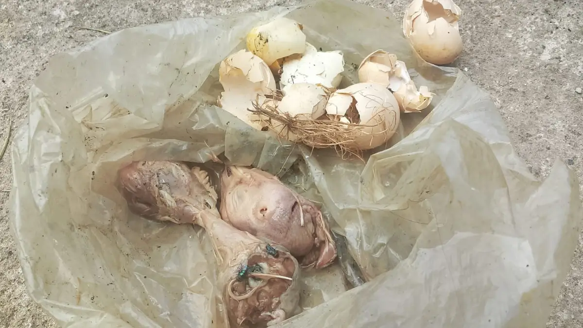 Ancam Kebebasan Pers, Media Floresa Diteror Kepala Ayam
