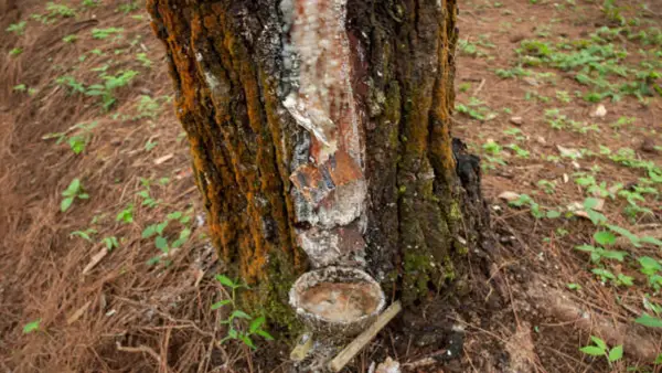 Ilustrasi sadap getah pinus di Perum Perhutani KPH Sukabumi | Foto : Pixabay