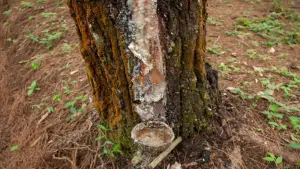 Ilustrasi sadap getah pinus di Perum Perhutani KPH Sukabumi | Foto : Pixabay