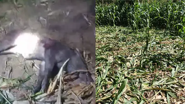 Babi Hutan (Kiri) - Lahan jagung di Kampung Cicurug, Desa Mekarjaya, Kecamatan Cidolog, Kabupaten Sukabumi, yang rusak (kanan). (Sumber : Istimewa.).