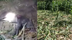 Babi Hutan (Kiri) - Lahan jagung di Kampung Cicurug, Desa Mekarjaya, Kecamatan Cidolog, Kabupaten Sukabumi, yang rusak (kanan). (Sumber : Istimewa.).