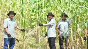 Wabup Sukabumi, Andreas saat panen raya sordum untuk biomassa di Kecamatan Ciemas, Kabupaten Sukabumi. Kamis (18/6/2026). (Sumber: Dokpim)