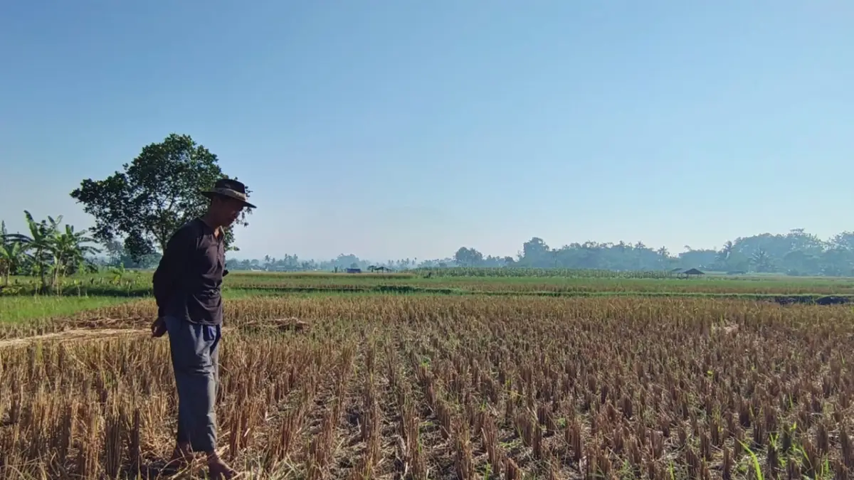 Sawah Mengering, Petani Kebonpedes Gigit Jari Sejak Bendungan Cidadap Jebol
