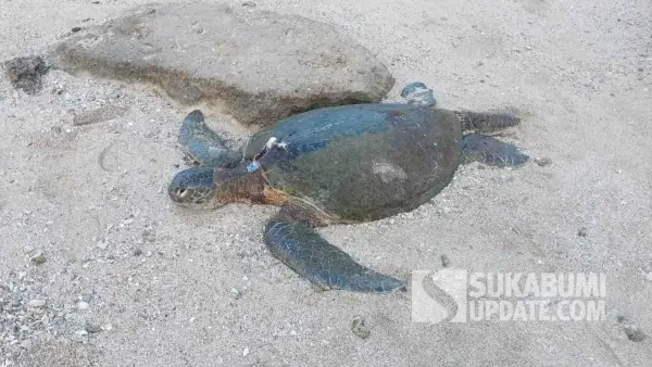 Seekor penyu hijau ditemukan dalam kondisi mati terdampar di pesisir Pantai Cibuaya, Desa Pangumbahan, Kecamatan Ciracap, Kabupaten Sukabumi, Selasa (23/6/2026). (Sumber Foto: Istimewa)