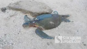 Seekor penyu hijau ditemukan dalam kondisi mati terdampar di pesisir Pantai Cibuaya, Desa Pangumbahan, Kecamatan Ciracap, Kabupaten Sukabumi, Selasa (23/6/2026). (Sumber Foto: Istimewa)