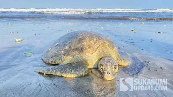 Bangkai penyu hijau yang ditemukan terdampar di Pantai Ujunggenteng, Desa Ujunggenteng, Kecamatan Ciracap, Kabupaten Sukabumi, Rabu (24/6/2026. (Sumber Foto: Istimewa)