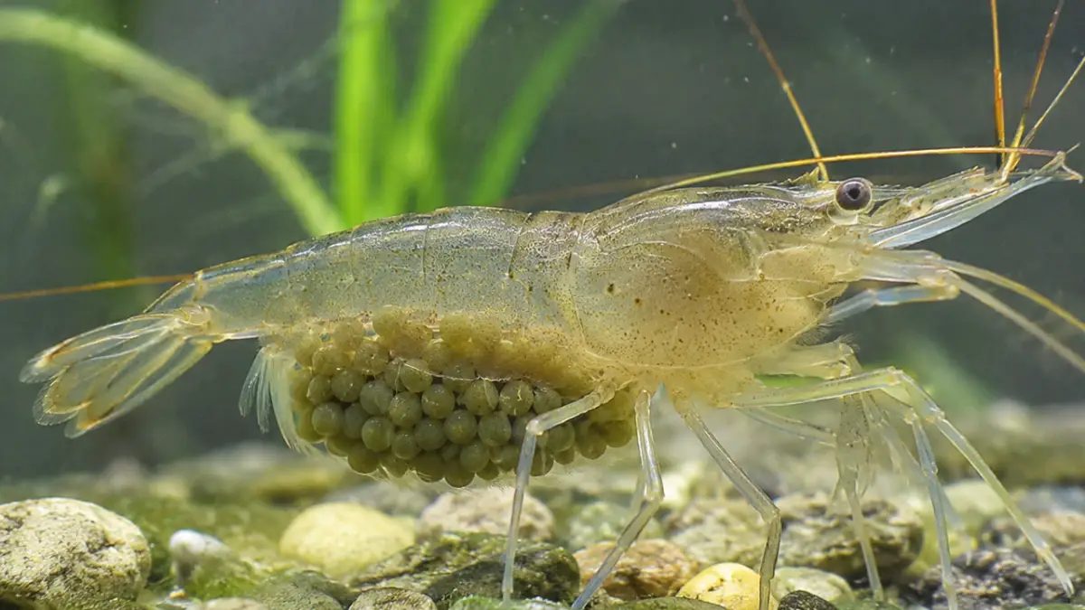 Contoh udang sawah yang sedang menggendong telur.