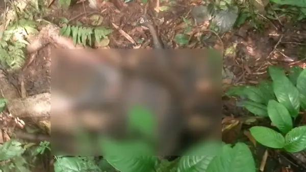 Mayat pria tanpa identitas di kawasan Kaki Gunung Gede Pangrango, Ciambar, Sukabumi. (Sumber: Istimewa)
