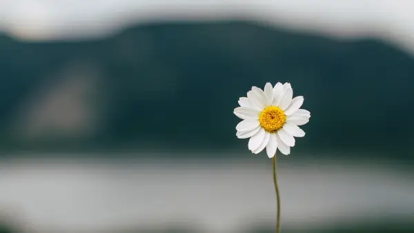 Bunga