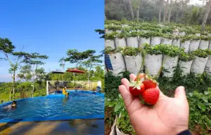Bukit IncubiFarm adalah salah satu destinasi wisata ramah anak yang ada di Sukabumi (Sumber : Gmaps)