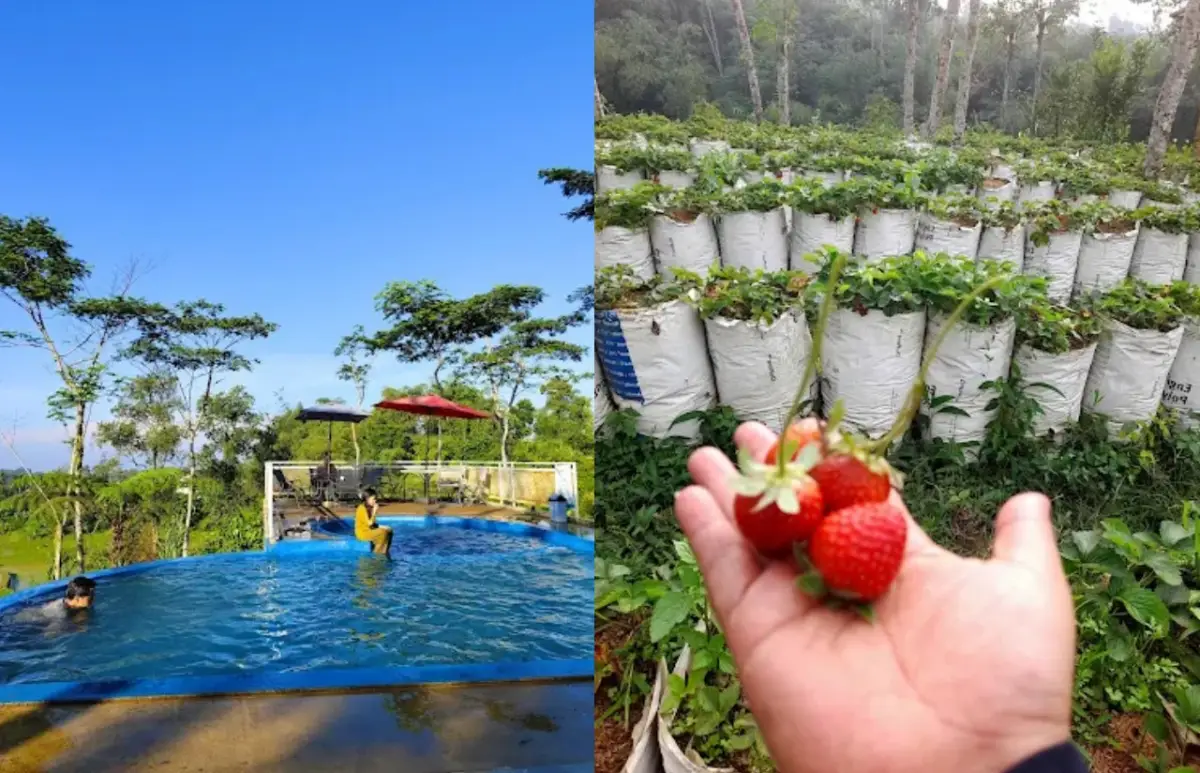 Bukit IncubiFarm Sukabumi Tempat Camping dan Petik Strawberry, Cocok Untuk Liburan Anak
